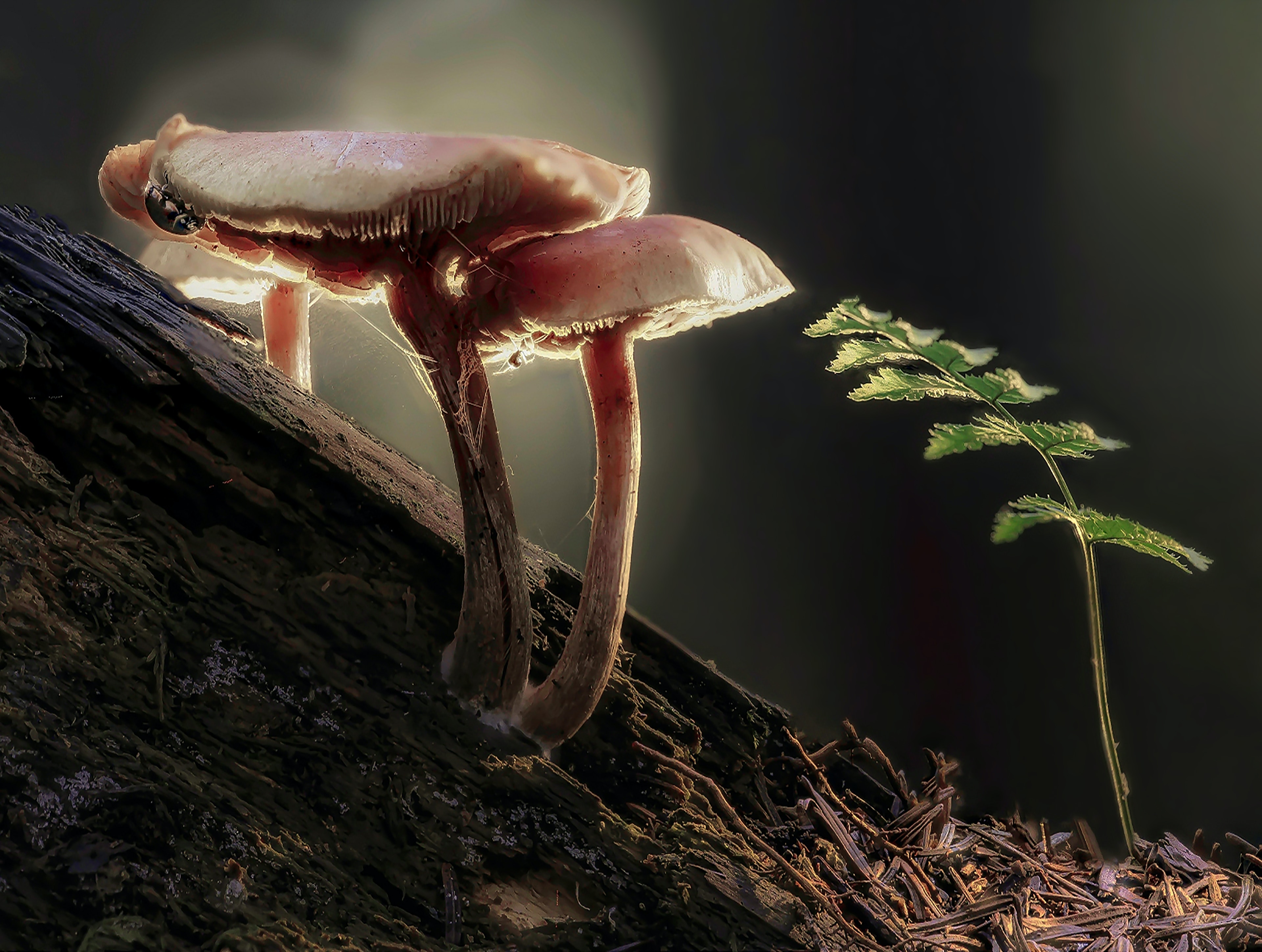 Outlook india best mushroom supplements