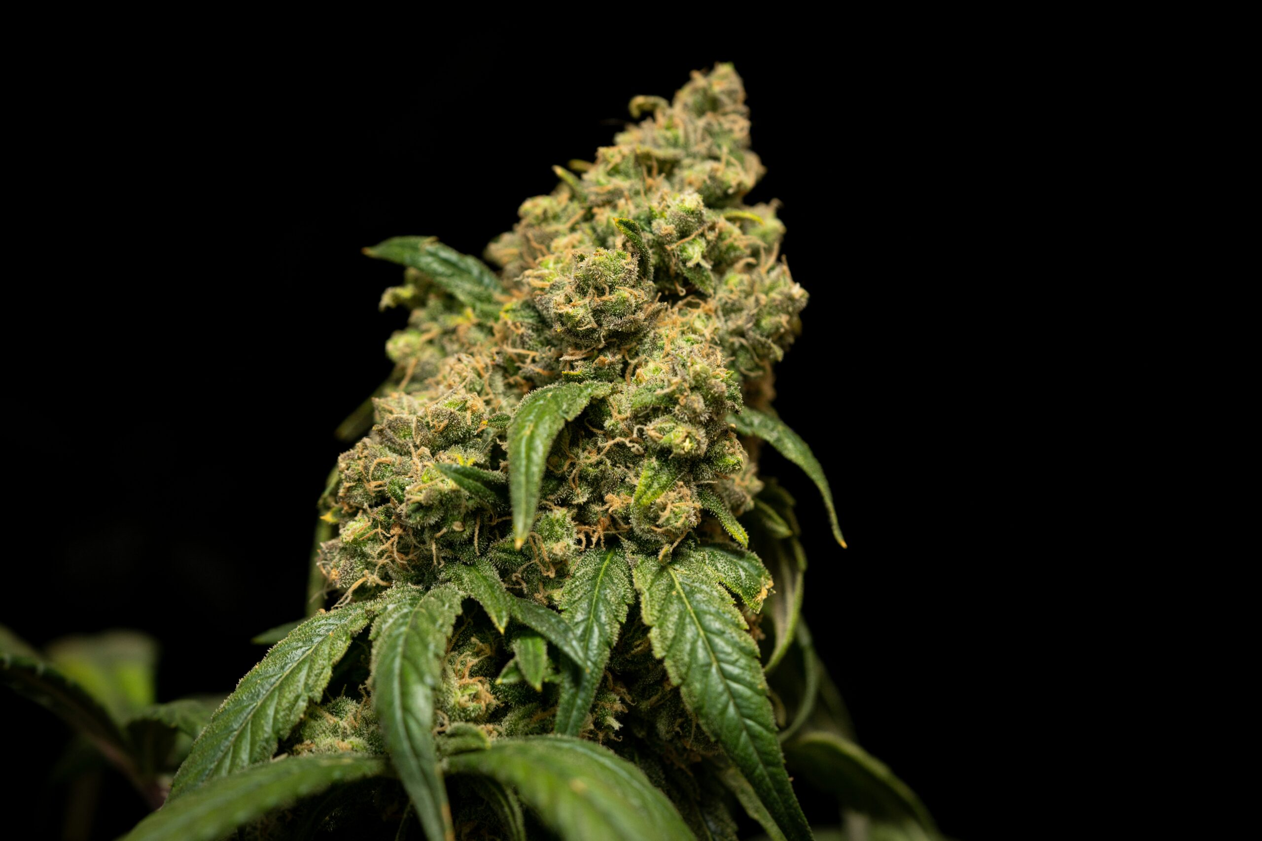 buy thca flower online