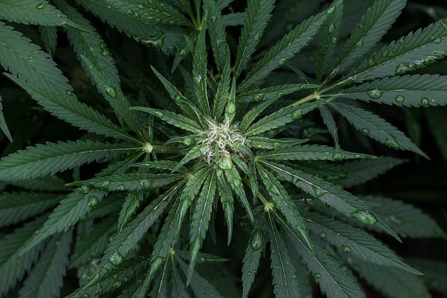 best thca flower